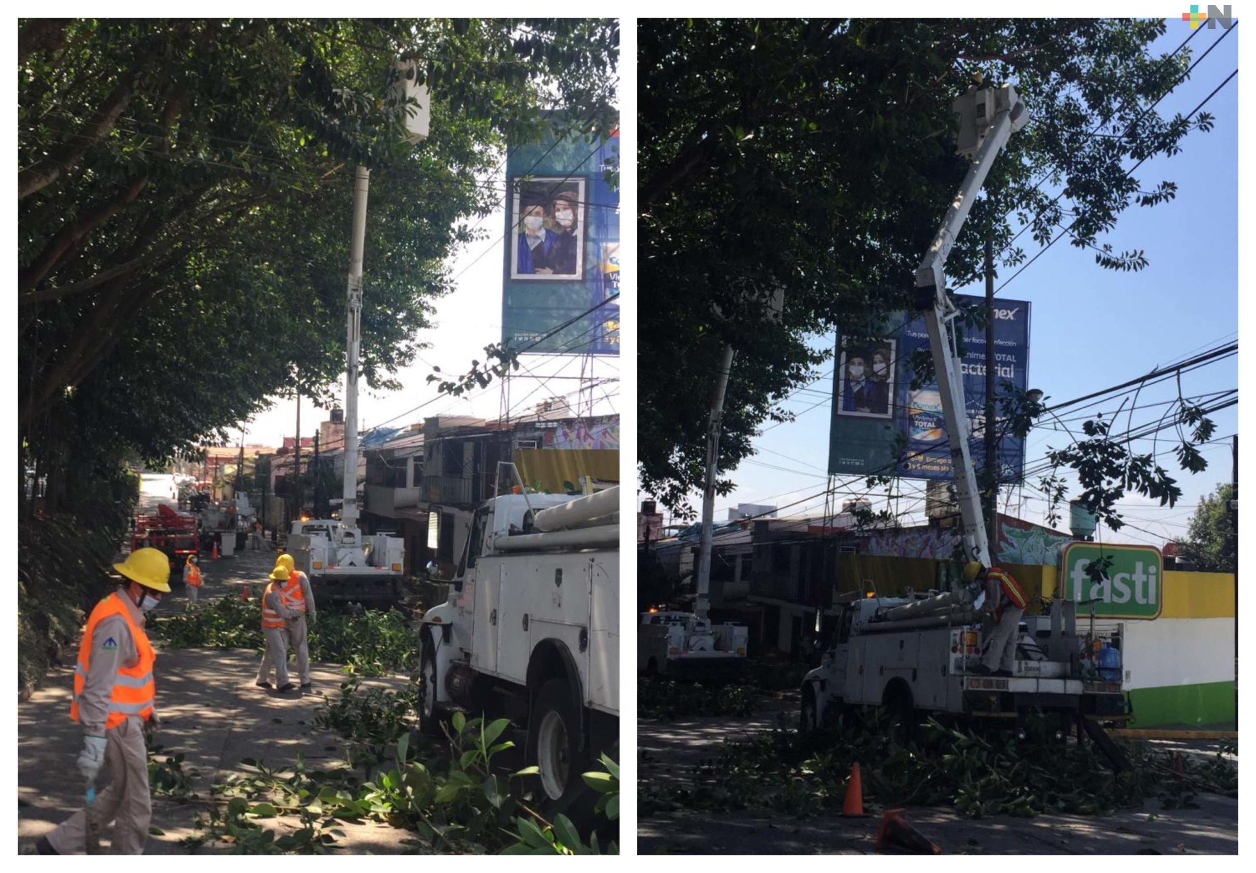 Inician trabajos de poda de árboles de la avenida Maestros Veracruzanos