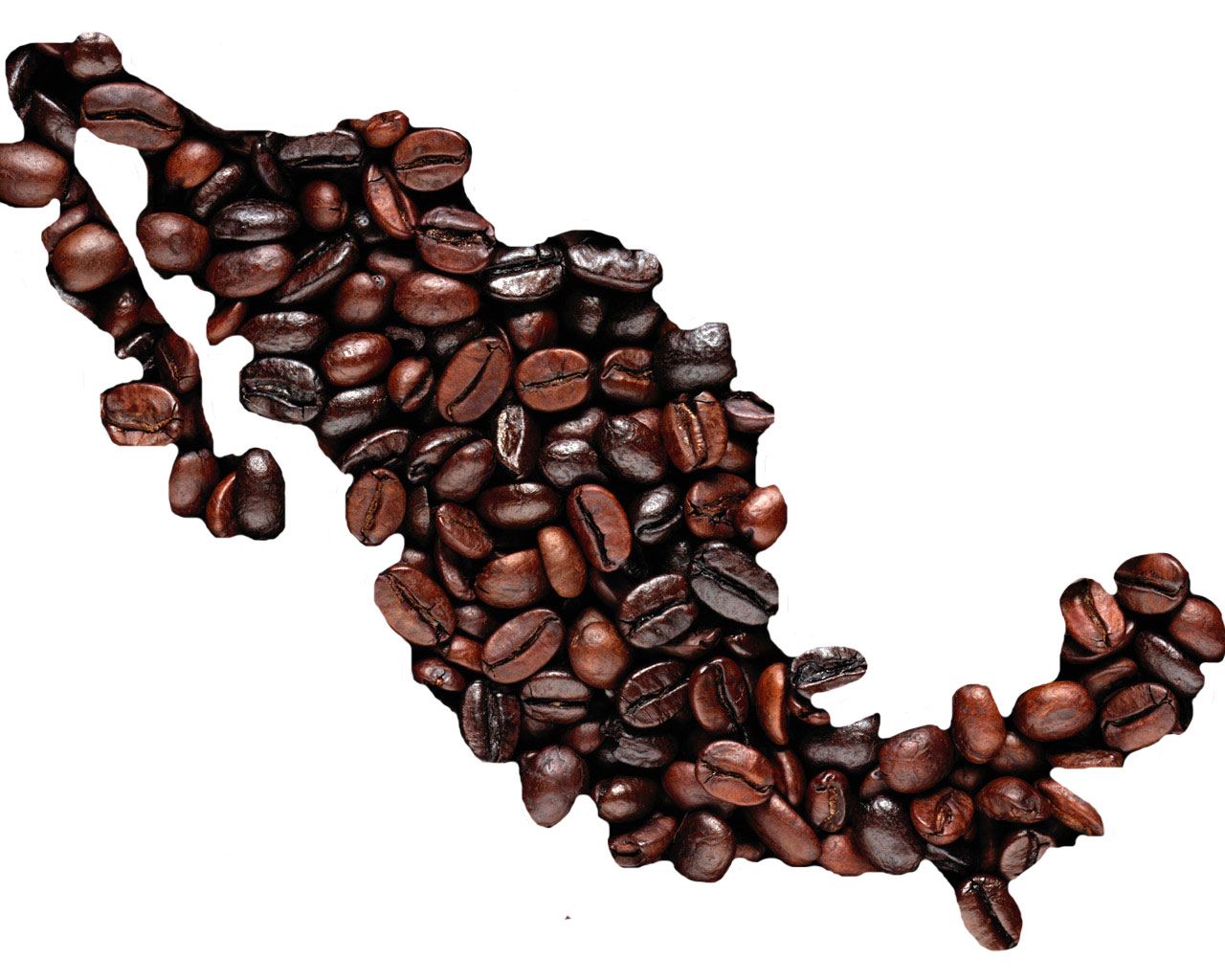 Grano de cafe en mexico