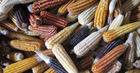 Productores de maíz piden que Gobierno Federal los privilegie en negociaciones del TLC