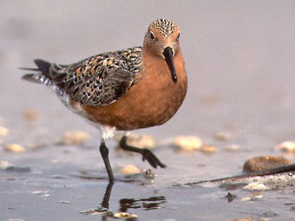 Festival De Las Aves