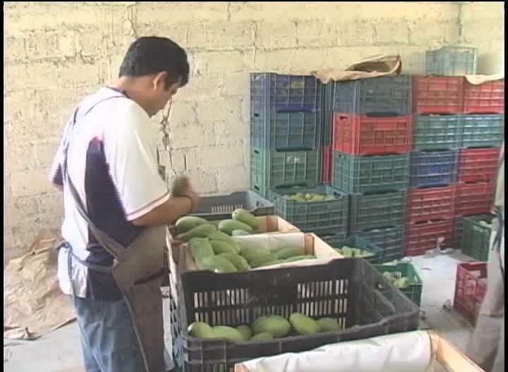 En Veracruz, la cosecha de mango se perdió en más de 9 mil hectáreas por el frente frío 39