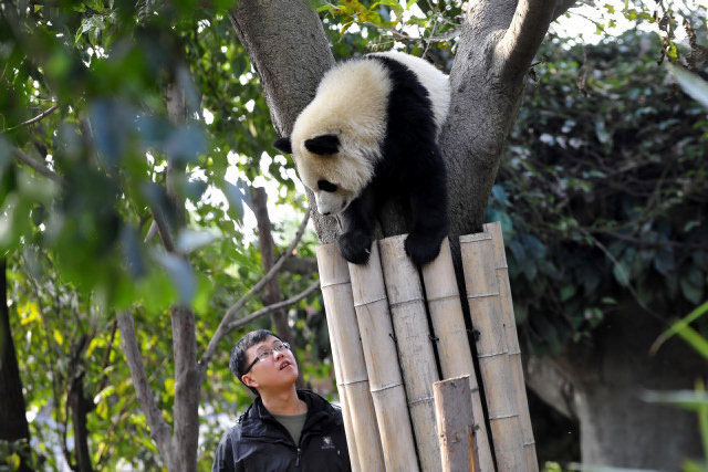 Brindan atención psicológica a pandas chinos por terremoto