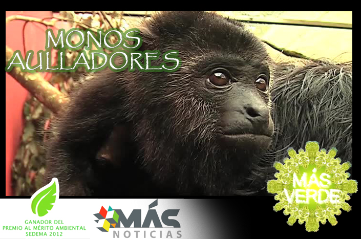 Más Verde: Monos aulladores