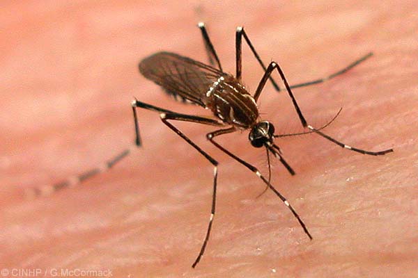 Sigue mutando mosquito transmisor del dengue; aparece en regiones más frías