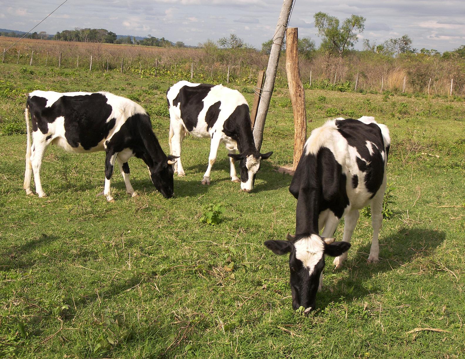 Subirá precio de la carne por aumento a precio de combustibles