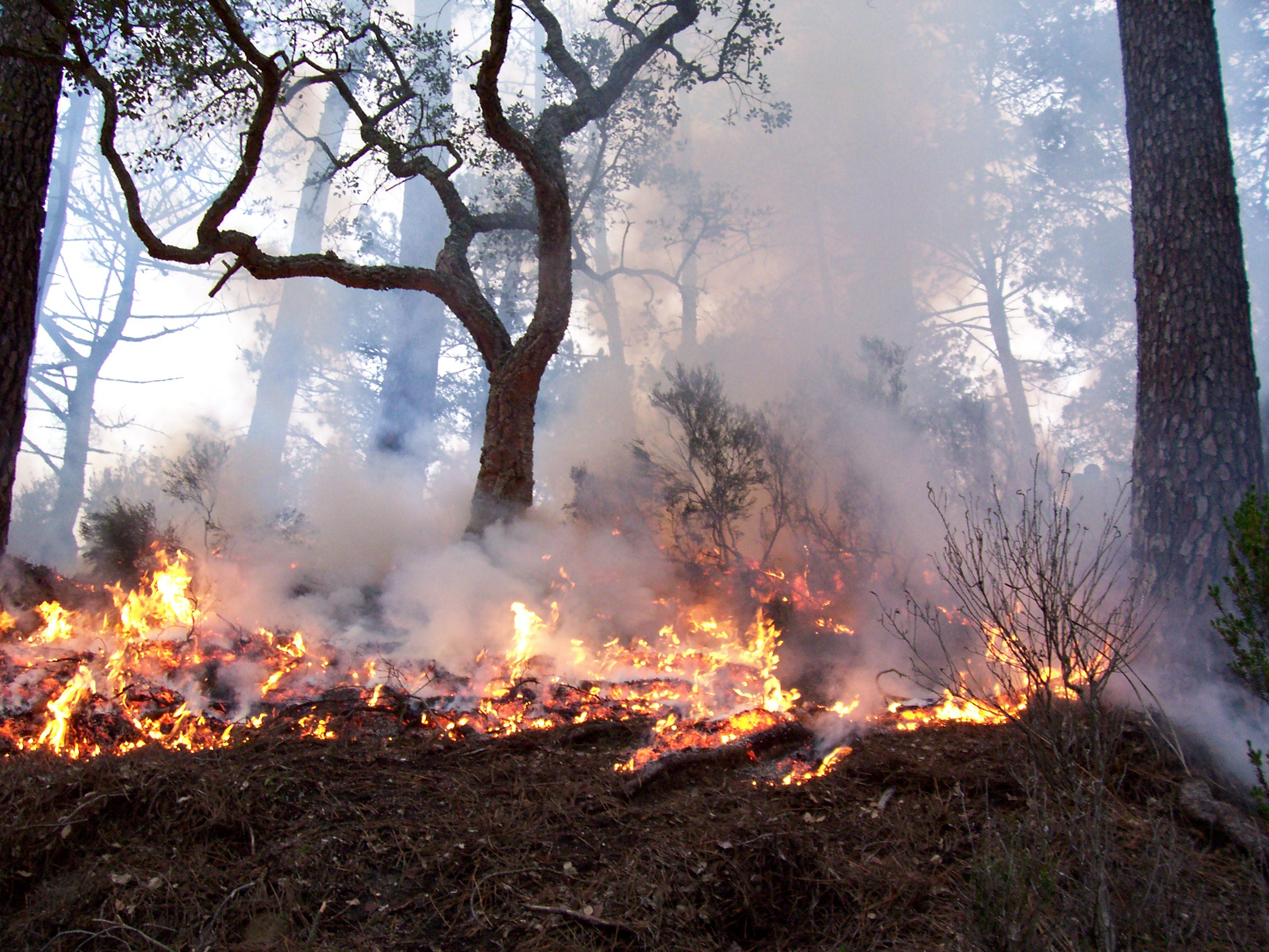 Participan estudiantes en Foro de Información y Cultura para la Prevención de Incendios