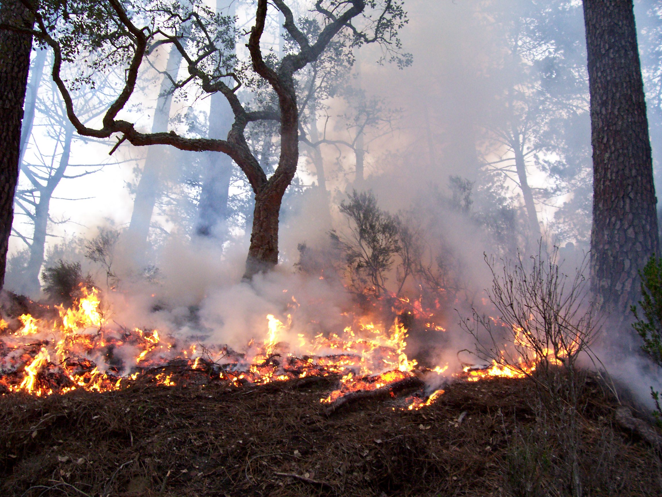 Se han presentado incendios forestales en Villa Aldama, Perote y Huayacocotla