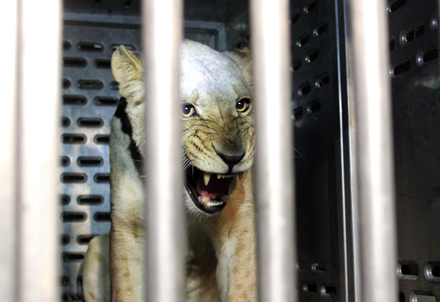 Llegan a México leonas amenazadas en África