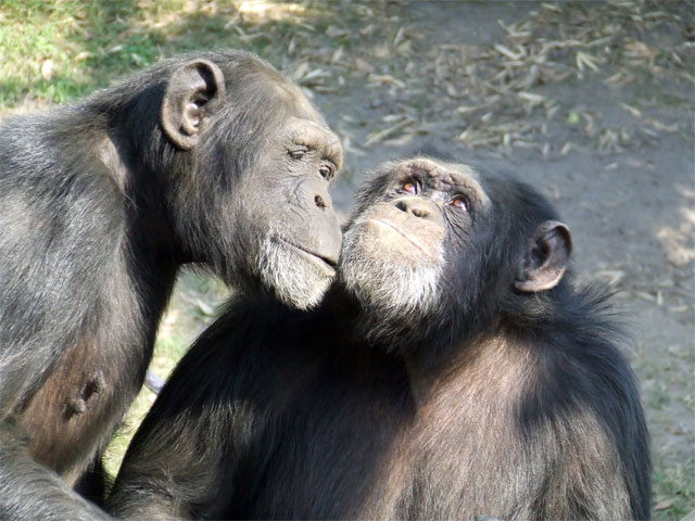 ¿La moral humana proviene de los simios?