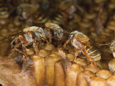 Meliponicultura en Coatepec y los beneficios de la “miel virgen”