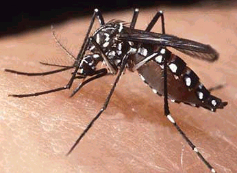 Aumenta incidencia de casos de dengue en el Continente Americano