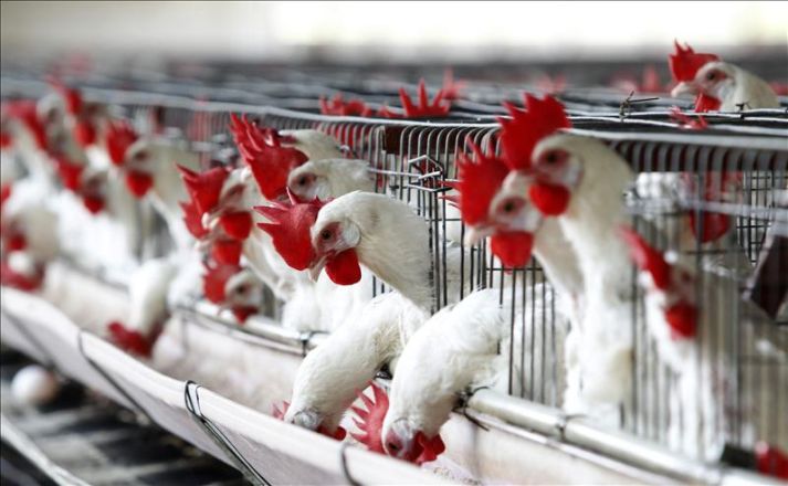 Veracruz se mantiene a salvo de la gripe aviar