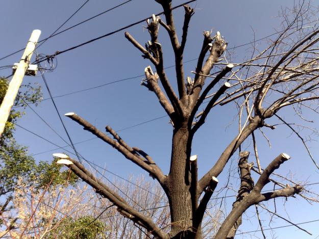 Intensifica CFE poda preventiva de ramas y árboles en zona sur