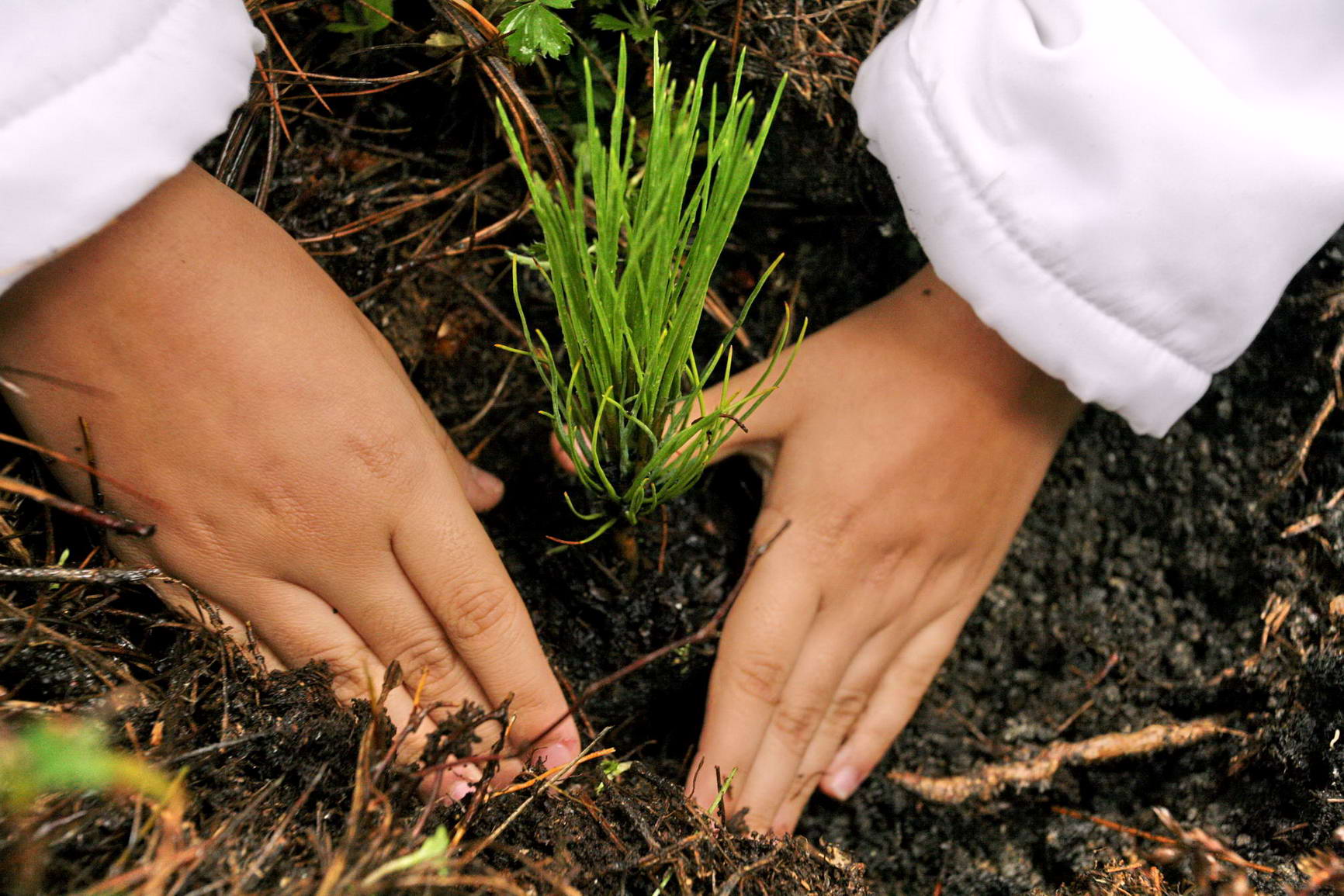 Reforestarán escuelas para incentivar a los niños a cuidar los bosques.