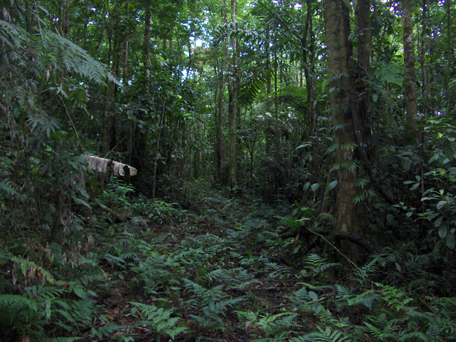 Explotación acaba con los bosques tropicales