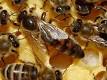 Buscan modificar genética de abejas reinas para mejorar producción de miel