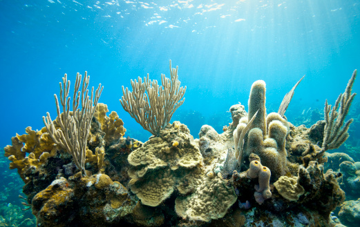 API contempla mitigar los daños al arrecife de Punta Gorda en el litoral veracruzano
