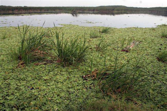 Coatzacoalcos pierde 70 % de sus humedales