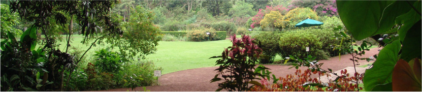 Médicos tradicionales de la SS identifican 160 especies curativas en el  Jardín Botánico “Francisco Javier Clavijero” de Xalapa