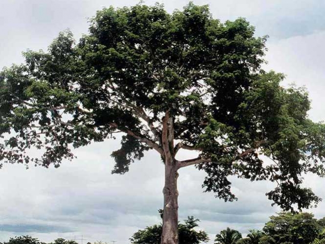 Reforestando celebrarán el Día del árbol en Coscomatepec