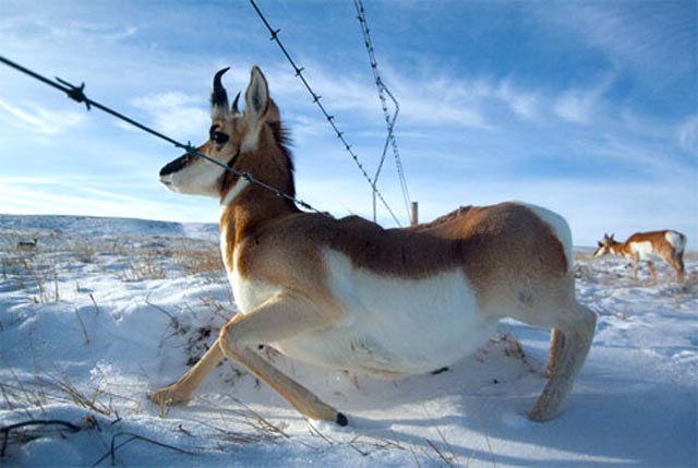 Los animales de América necesitarán autopistas para migrar