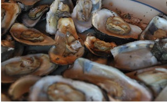 Caída de producción de ostión afecta al sector pesquero del sur