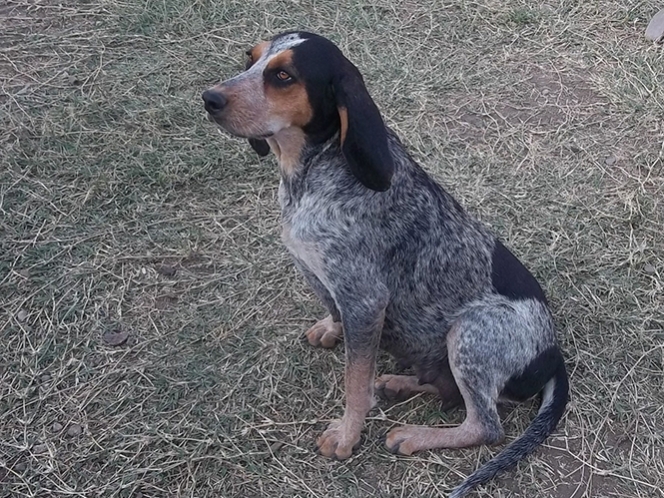 Hombre es llevado a juicio por matar a su perro