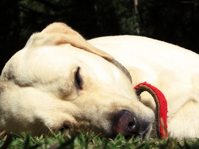 Enfermedades oculares de gatos y perros, curables con tratamiento oportuno