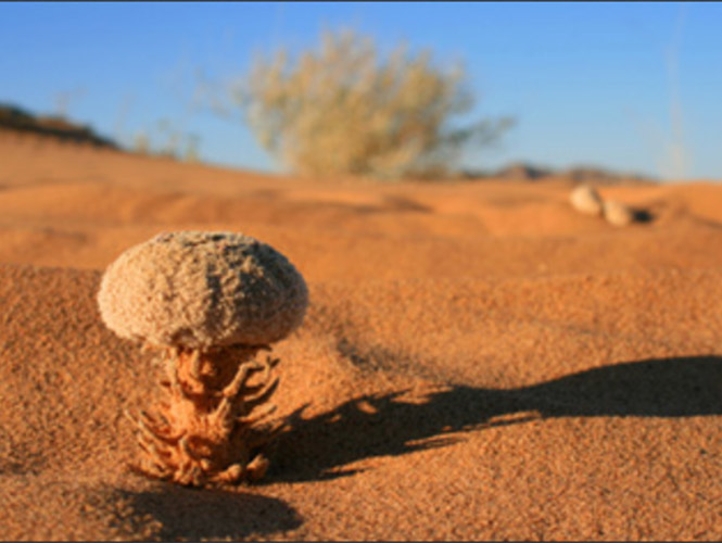 El Pinacate en Sonora es declarada patrimonio de la humanidad