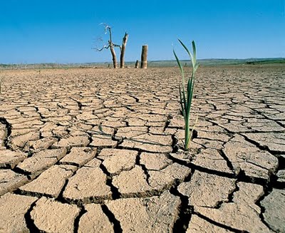 Sequía reducirá producción hasta en 30% en Veracruz