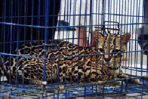Difícil de curar peritonitis a tigrilla que murió en zoológico de Veracruz