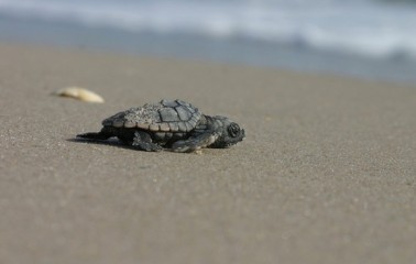 Han arribado 45 tortugas marinas a campamentos de la Sedema en Nautla y Vega de Alatorre