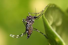 Implementa Secretaría de Salud acciones contra dengue en el sur del estado