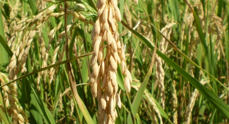Veracruz, segundo lugar nacional en la producción de arroz: Sedarpa