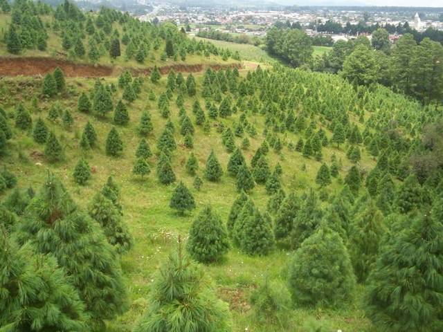 Con la plantación de miles de árboles la Comisión Nacional Forestal creará tres nuevos bosques en Veracruz