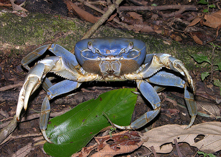 La patrulla ecológica vigila para evitar la captura del cangrejo azul