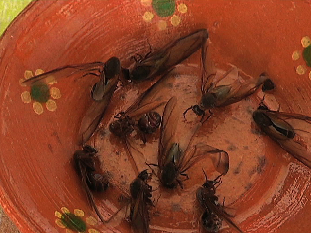 Chicatanas, de los platillos favoritos de los teocelenses