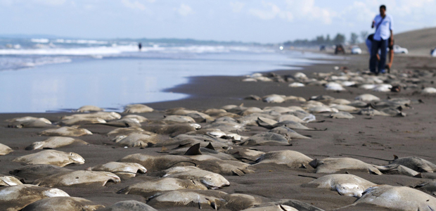 Este martes más de 300 mantarrayas aparecieron muertas en las playas de Chachalacas
