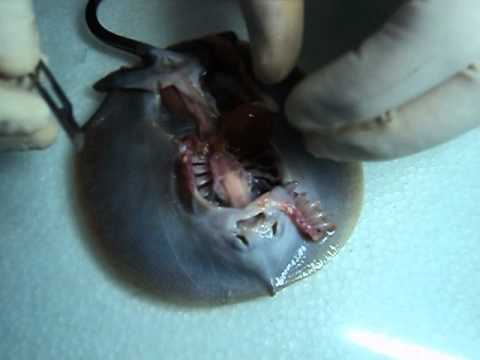 Primeros resultados de las pruebas a las mantarrayas localizadas en Chachalacas