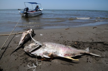 Cientos de peces muertos deja la marea en playas de Coatzacoalcos