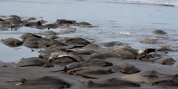 Interviene Gobierno del Estado para investigar la mortandad de las mantarrayas en Chachalacas