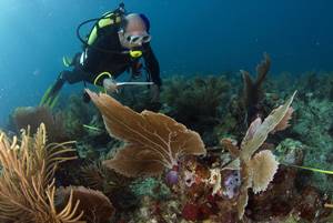 Arrecifes veracruzanos ofrecen la mejor aventura en el mundo marino