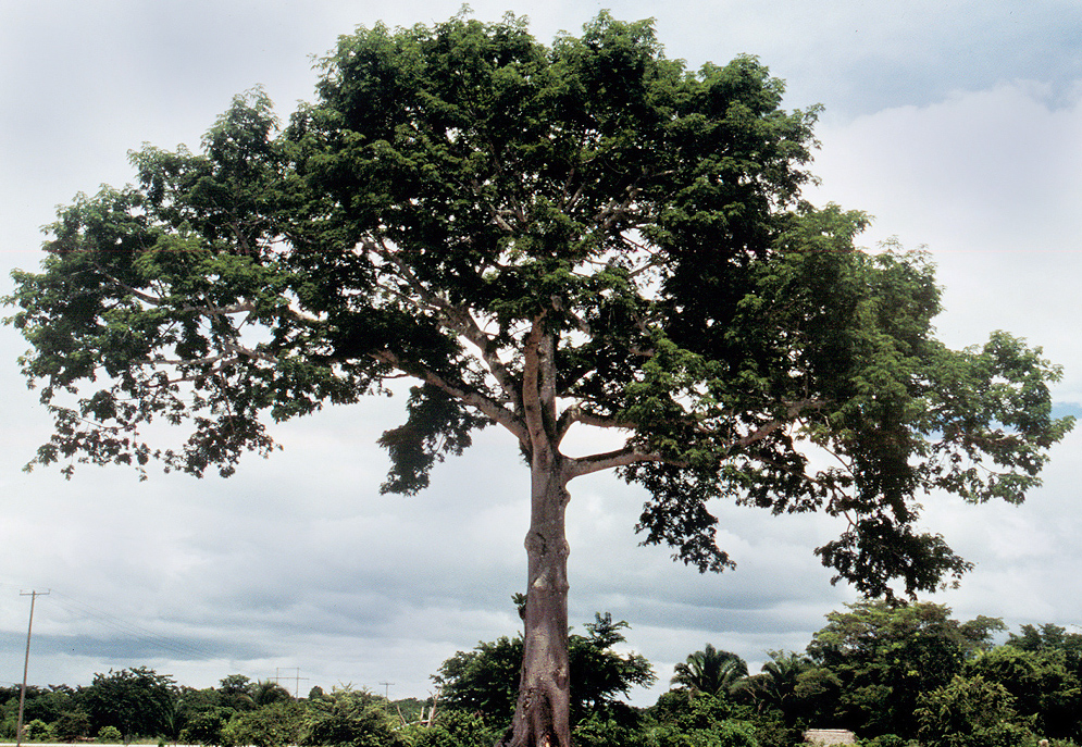 En el Día del Árbol, refrenda Veracruz su compromiso de proteger los bosques