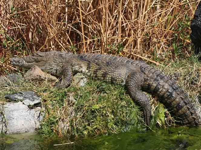 Cocodrilo ataca a un turista en un campo de golf de Cancún