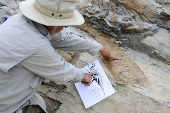 Recuperan 50 vértebras de la primera cola articulada de dinosaurio en México