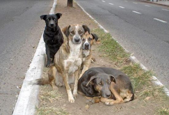 Adopción puede evitar sobrepoblación canina