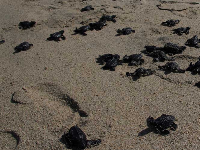De manera anticipada arriban tortugas a costas de Oaxaca