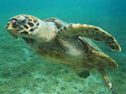 Liberan dos tortugas carey con GPS adaptado para conocer zonas de alimentación