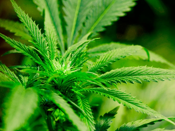 Posterga Uruguay legalización de mariguana