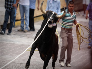 Teocelo podría sancionar a quien promueva vaquilladas
